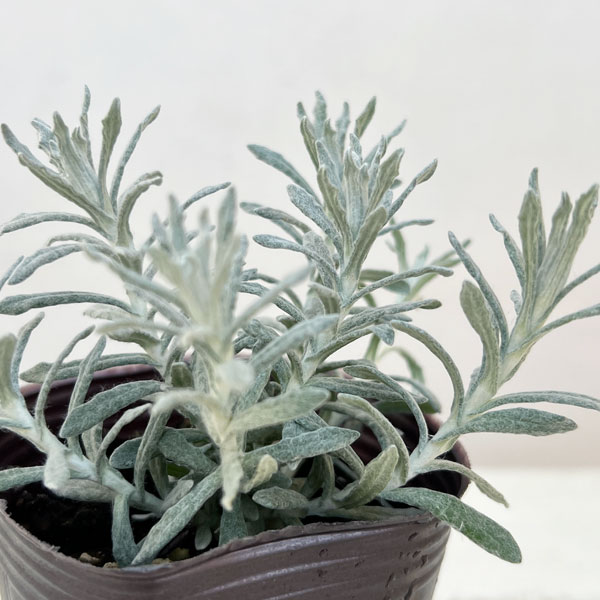 ヘリクリサム：タヌキさんのギロ（シルバーパティオ）2.5号ロングポット