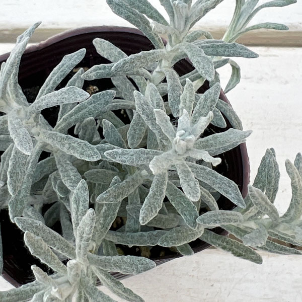 ヘリクリサム：タヌキさんのギロ（シルバーパティオ）2.5号ロングポット