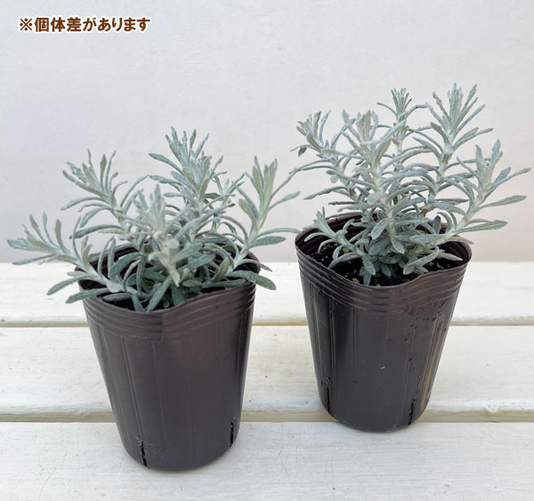 ヘリクリサム：タヌキさんのギロ（シルバーパティオ）2.5号ロングポット