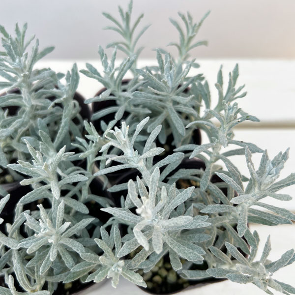 ヘリクリサム：タヌキさんのギロ（シルバーパティオ）2.5号ロングポット