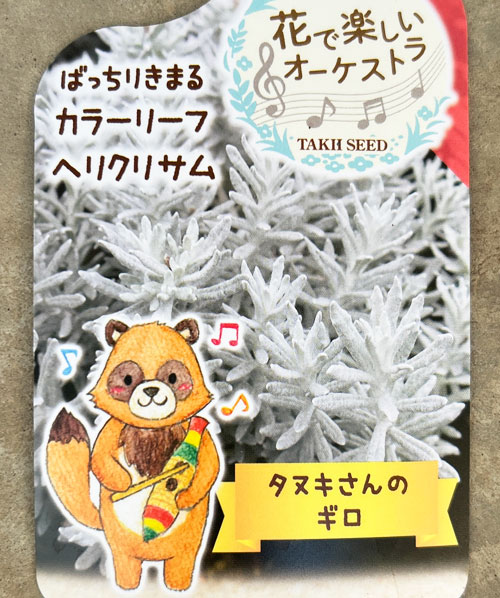 ヘリクリサム：タヌキさんのギロ（シルバーパティオ）2.5号ロングポット
