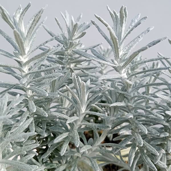 ヘリクリサム：タヌキさんのギロ（シルバーパティオ）2.5号ロングポット