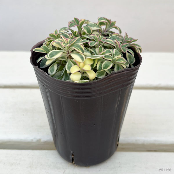 シレネ：カルガモさんのハンドベル（ユニフローラ）2.5号ロングポット