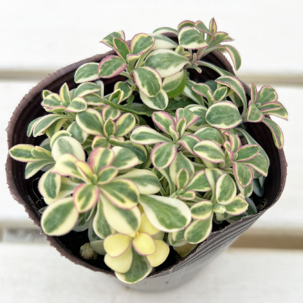 シレネ：カルガモさんのハンドベル（ユニフローラ）2.5号ロングポット