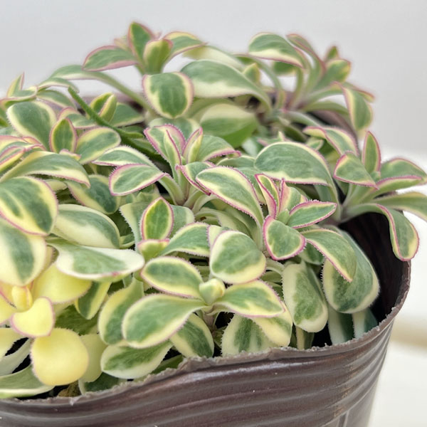 シレネ：カルガモさんのハンドベル（ユニフローラ）2.5号ロングポット