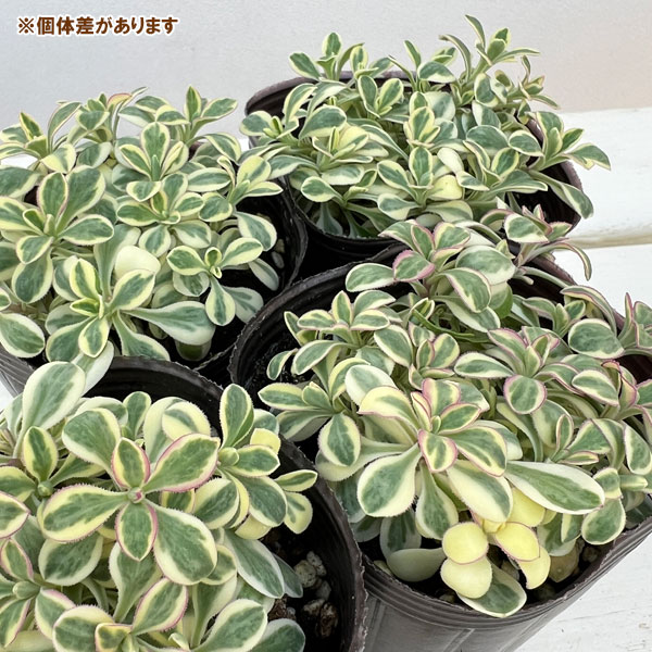 シレネ：カルガモさんのハンドベル（ユニフローラ）2.5号ロングポット