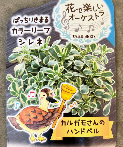 シレネ：カルガモさんのハンドベル（ユニフローラ）2.5号ロングポット