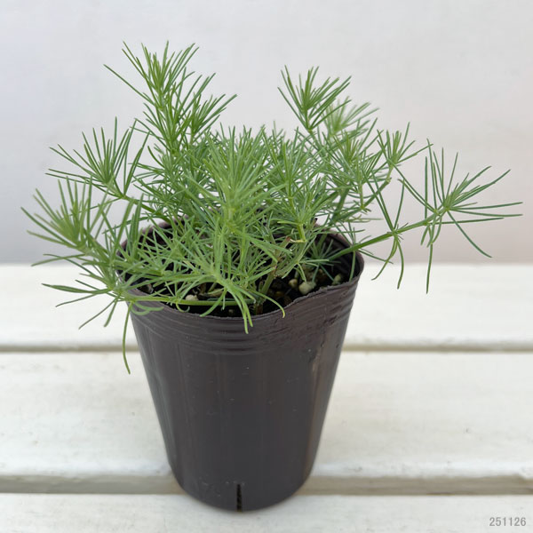 ロータス：カバさんのマラカス（コットンキャンディ）2.5号ロングポット