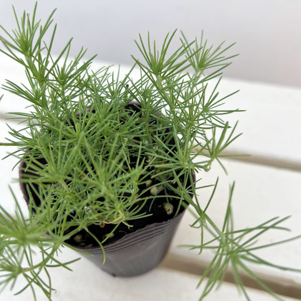 ロータス：カバさんのマラカス（コットンキャンディ）2.5号ロングポット