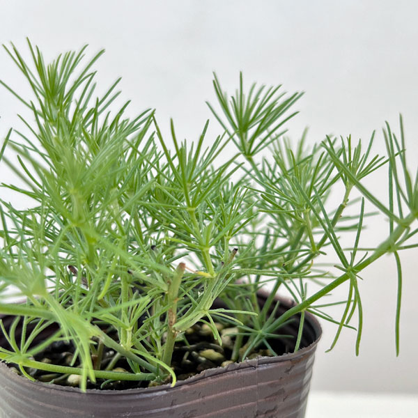 ロータス：カバさんのマラカス（コットンキャンディ）2.5号ロングポット