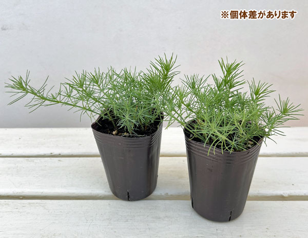 ロータス：カバさんのマラカス（コットンキャンディ）2.5号ロングポット