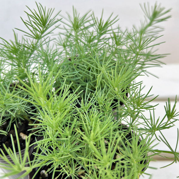 ロータス：カバさんのマラカス（コットンキャンディ）2.5号ロングポット