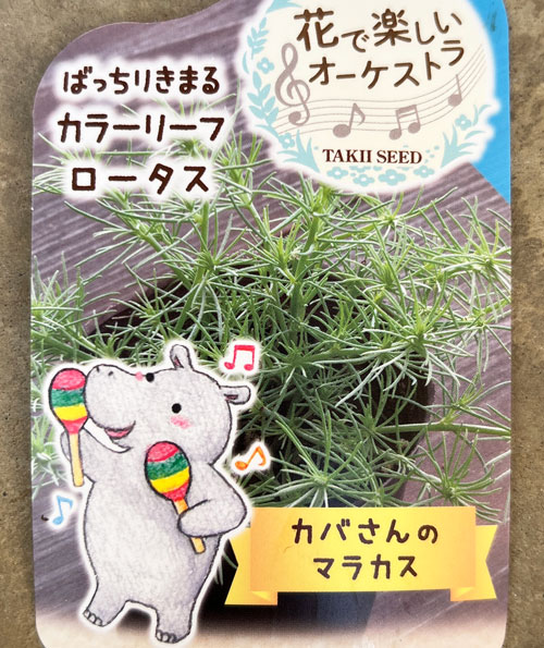 ロータス：カバさんのマラカス（コットンキャンディ）2.5号ロングポット