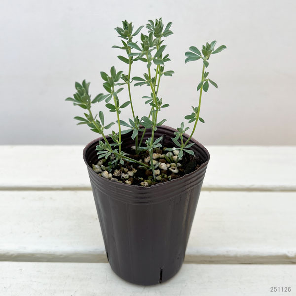 ロータス：ペンギンさんのツリーチャイム（クレティクス）2.5号ロングポット