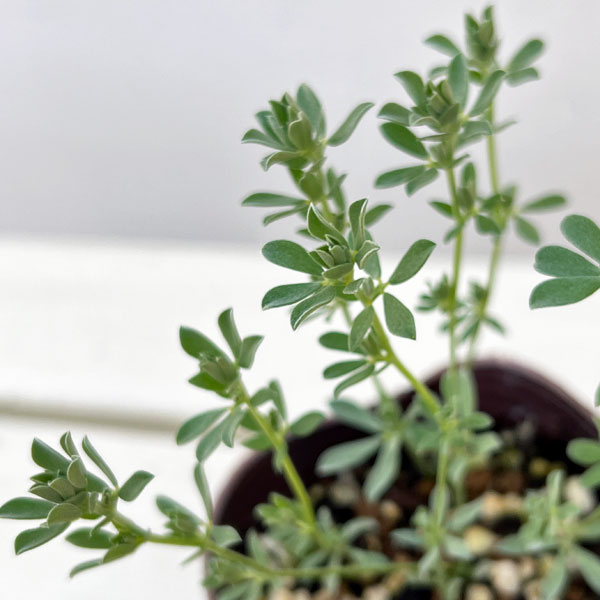 ロータス：ペンギンさんのツリーチャイム（クレティクス）2.5号ロングポット