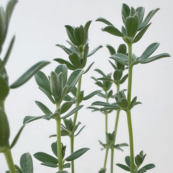 ロータス：ペンギンさんのツリーチャイム（クレティクス）2.5号ロングポット