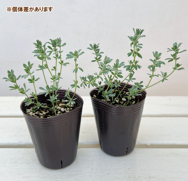 ロータス：ペンギンさんのツリーチャイム（クレティクス）2.5号ロングポット