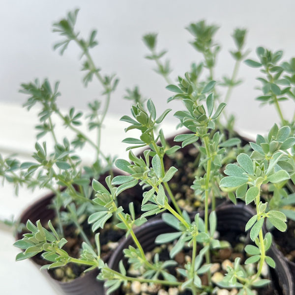 ロータス：ペンギンさんのツリーチャイム（クレティクス）2.5号ロングポット