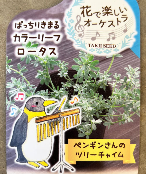 ロータス：ペンギンさんのツリーチャイム（クレティクス）2.5号ロングポット