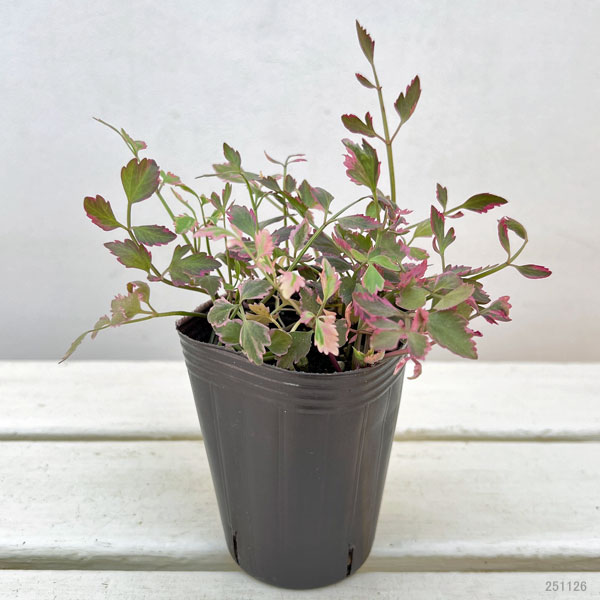 セリ：ブタさんのティンパニー（斑入り フラミンゴ）2.5号ロングポット