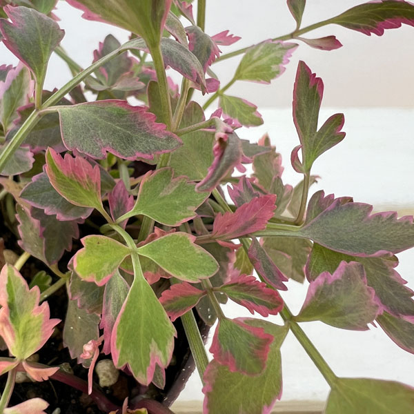 セリ：ブタさんのティンパニー（斑入り フラミンゴ）2.5号ロングポット