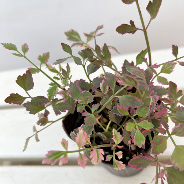 セリ：ブタさんのティンパニー（斑入り フラミンゴ）2.5号ロングポット