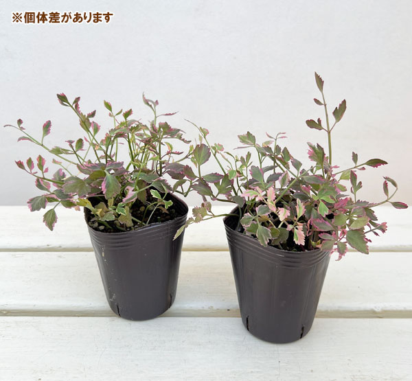 セリ：ブタさんのティンパニー（斑入り フラミンゴ）2.5号ロングポット