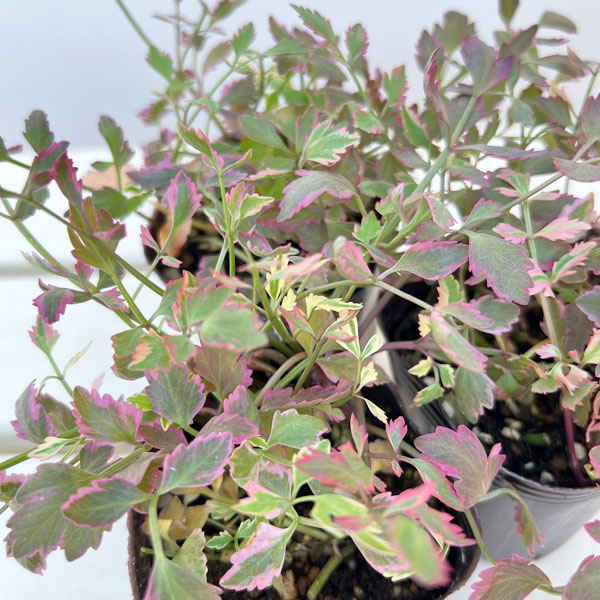 セリ：ブタさんのティンパニー（斑入り フラミンゴ）2.5号ロングポット