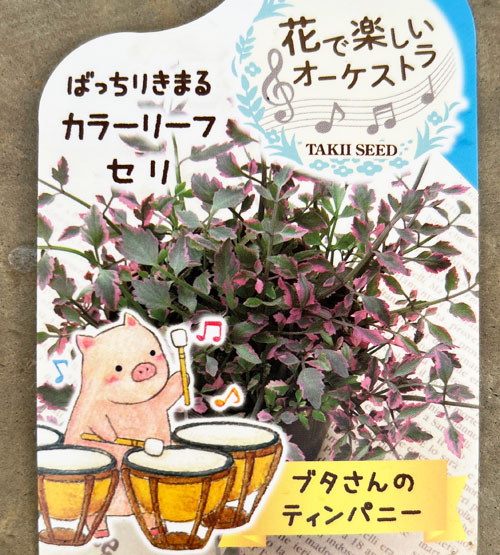 セリ：ブタさんのティンパニー（斑入り フラミンゴ）2.5号ロングポット