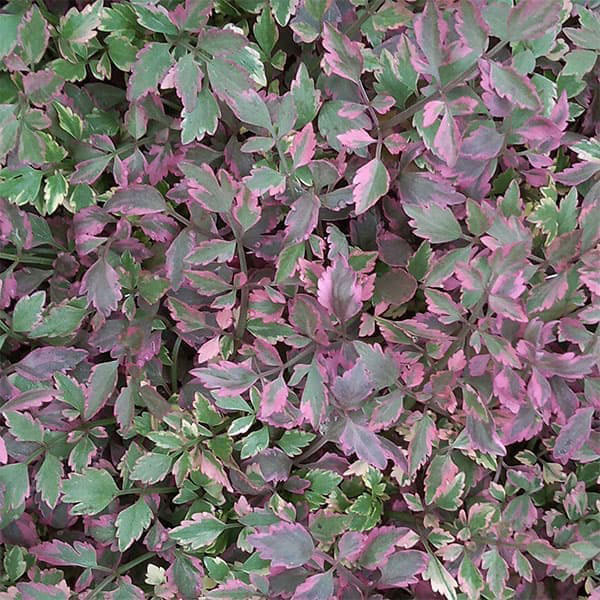 セリ：ブタさんのティンパニー（斑入り フラミンゴ）2.5号ロングポット