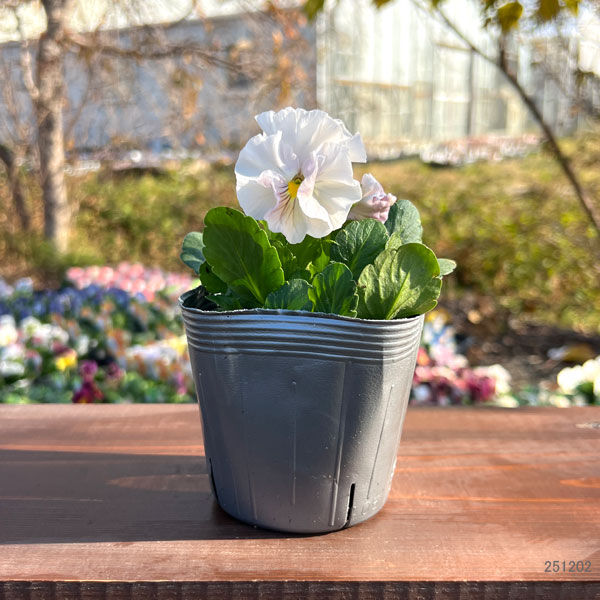 見元園芸さんのパンジー：スイートピーチ3-3.5号ポット