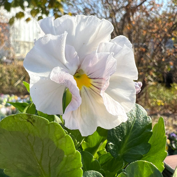 見元園芸さんのパンジー：スイートピーチ3-3.5号ポット