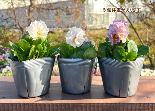 見元園芸さんのパンジー：スイートピーチ3-3.5号ポット