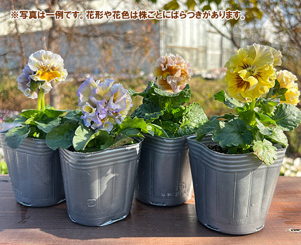 見元園芸さんのパンジー:メープルコットン3-3.5号ポット