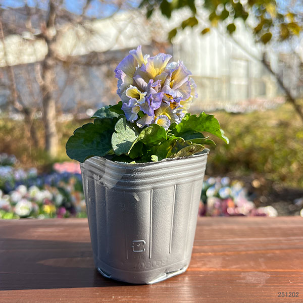 見元園芸さんのパンジー:メープルコットン3-3.5号ポット