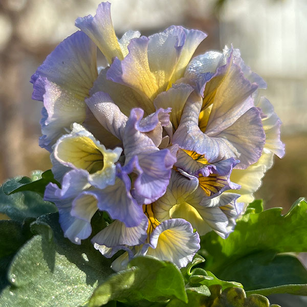 見元園芸さんのパンジー:メープルコットン3-3.5号ポット