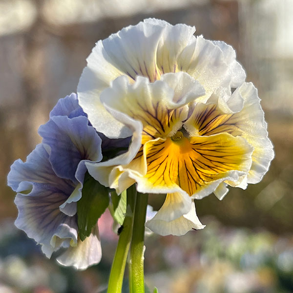 見元園芸さんのパンジー:メープルコットン3-3.5号ポット