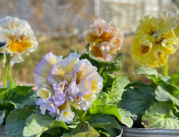 見元園芸さんのパンジー:メープルコットン3-3.5号ポット