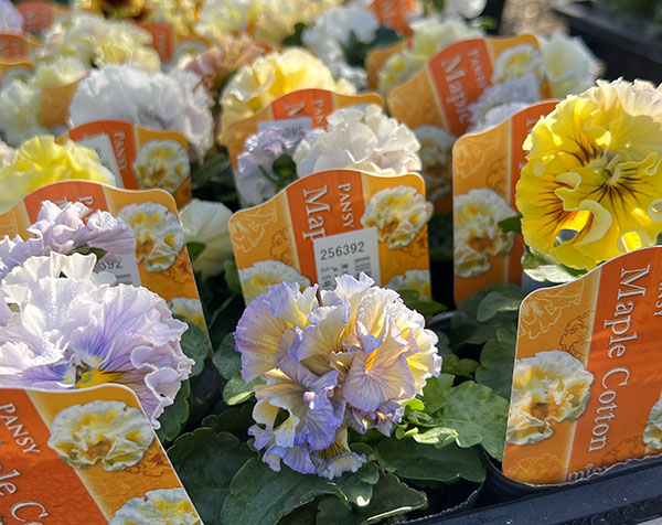 見元園芸さんのパンジー:メープルコットン3-3.5号ポット