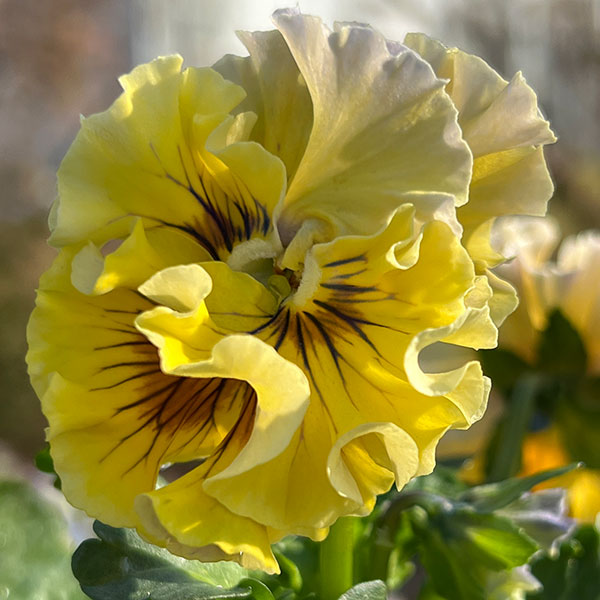 見元園芸さんのパンジー:メープルコットン3-3.5号ポット