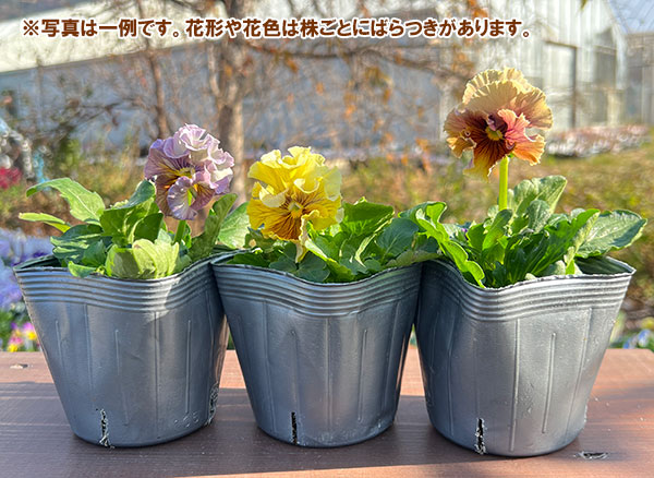 見元園芸さんのパンジー：コバルトムーン3-3.5号ポット