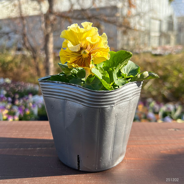 見元園芸さんのパンジー：コバルトムーン3-3.5号ポット