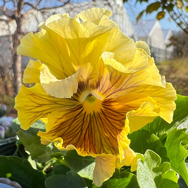 見元園芸さんのパンジー：コバルトムーン3-3.5号ポット