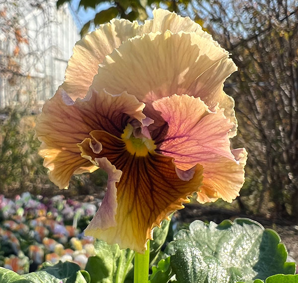 見元園芸さんのパンジー：コバルトムーン3-3.5号ポット