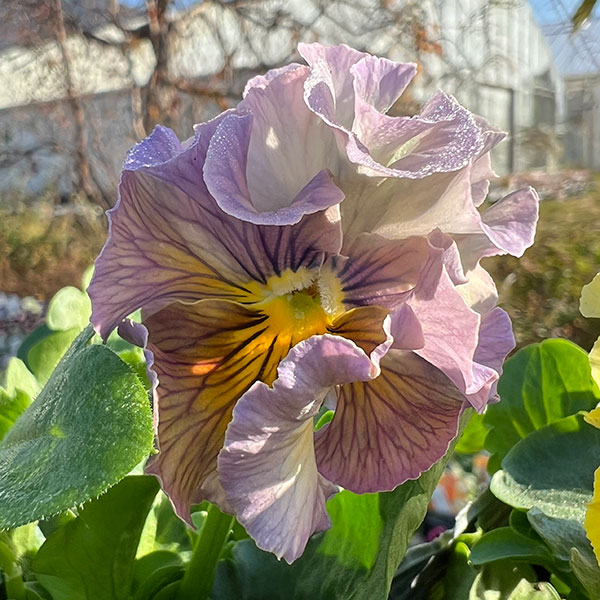 見元園芸さんのパンジー：コバルトムーン3-3.5号ポット