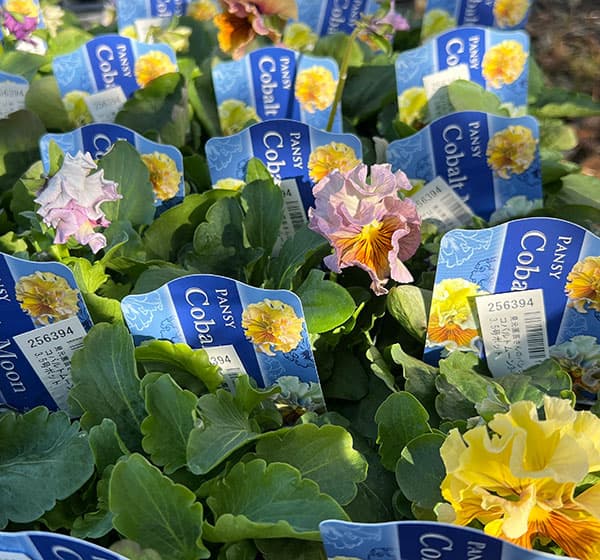 見元園芸さんのパンジー：コバルトムーン3-3.5号ポット