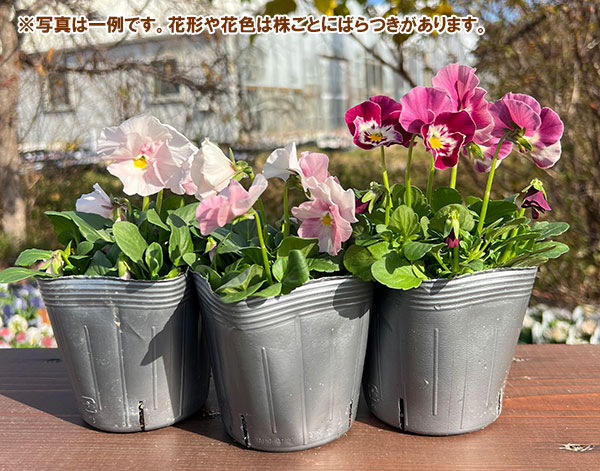 見元園芸さんのパンジー：夢おとめ3-3.5号ポット