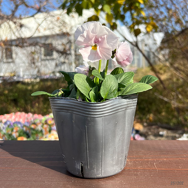 見元園芸さんのパンジー：夢おとめ3-3.5号ポット