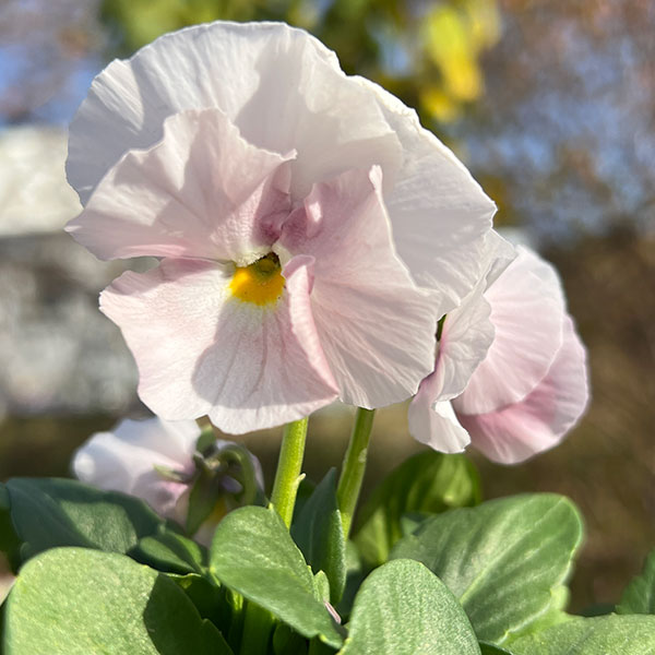 見元園芸さんのパンジー：夢おとめ3-3.5号ポット