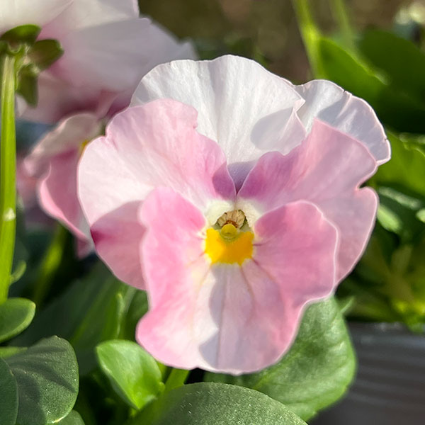 見元園芸さんのパンジー：夢おとめ3-3.5号ポット